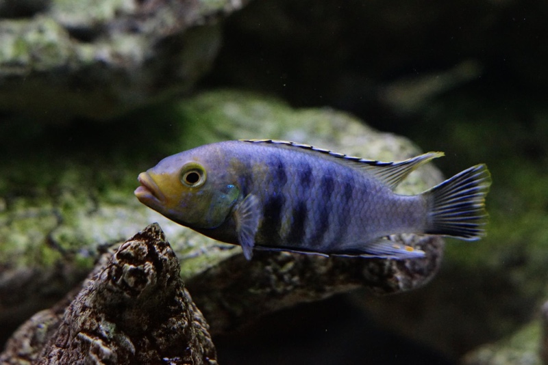 Petrotilapia genalutea 'Makokola Reef'